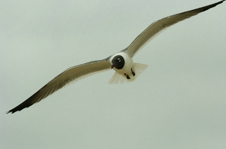 Laughing Gull Flight