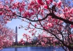 Spring in DC