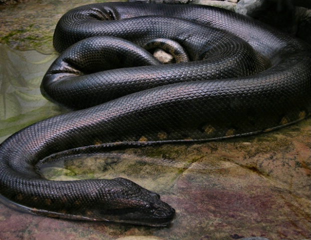 Anaconda