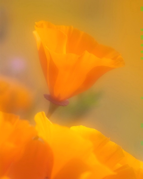 California Golden Poppy