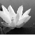 © Carolyn M. Fletcher PhotoID# 478241: YouFindThe Prettiest Things....