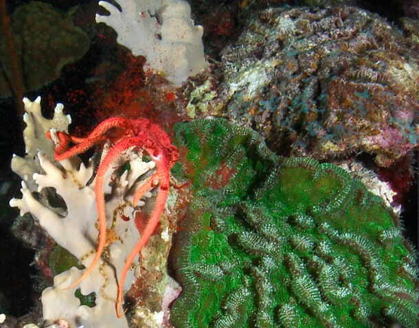 Spawning ruby brittle star