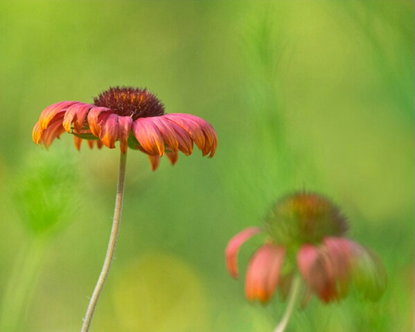 Indian Blanket Pairs