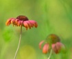Indian Blanket Pa...