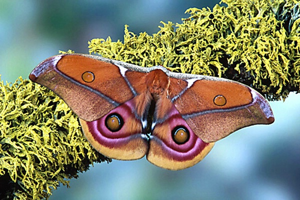 Madagascar Bulls-Eye Moth