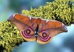 Madagascar Bulls-...