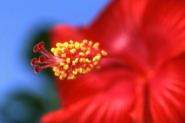 Hibiscus - ID: 488655 © Mary B. McGrath