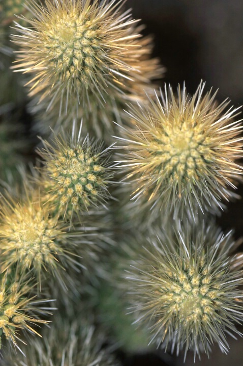 Cactus burst - ID: 488676 © Mary B. McGrath
