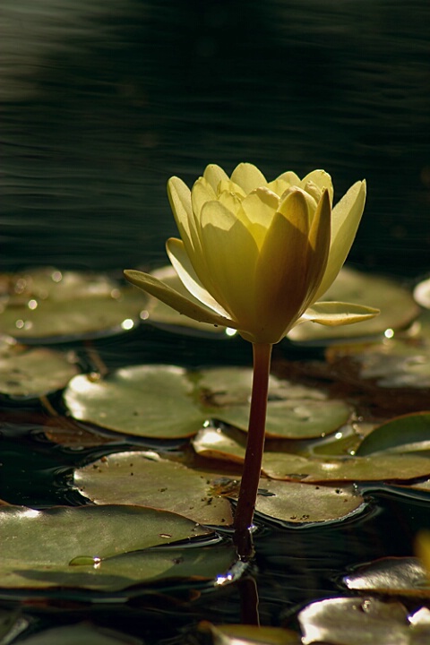 Golden Water Lily