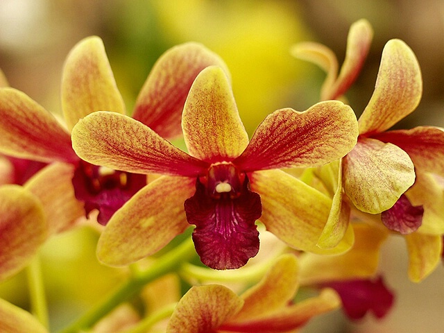 Orchids in Orange