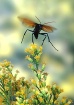 Tarantula Hawk