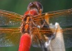 Wing Mechanics