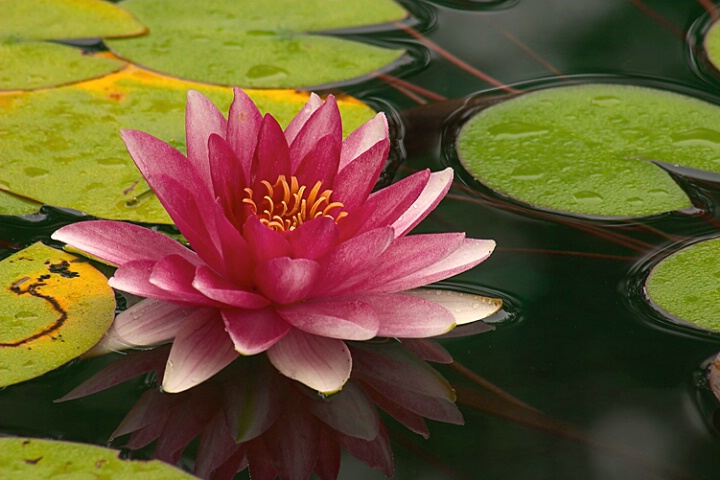 Water Lily 