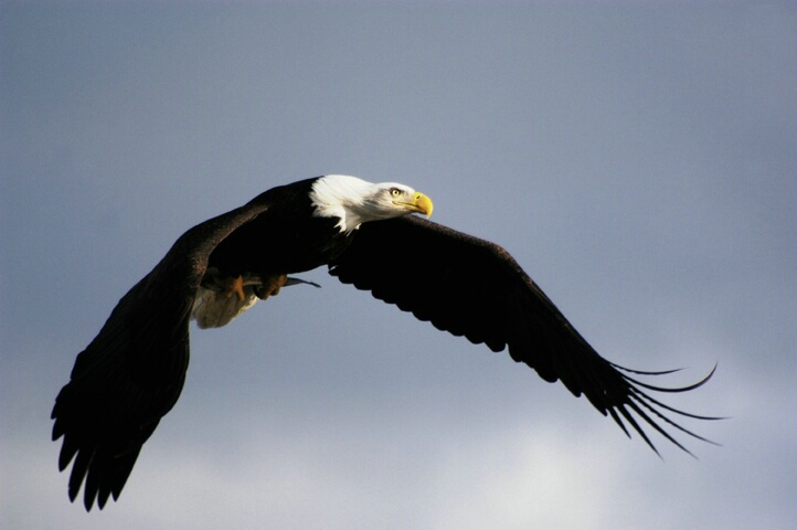 Bald Eagle in Flight