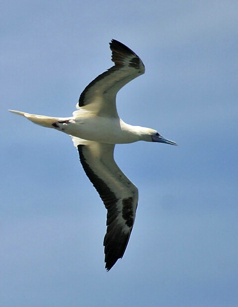 Red Footed Booby in Flight
