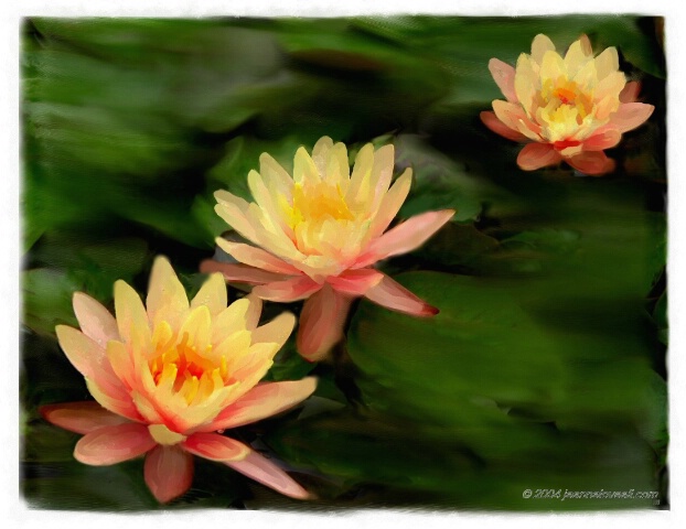 Water Lilies Three