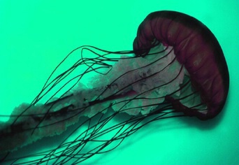 Jellyfish - ID: 526444 © Mary B. McGrath