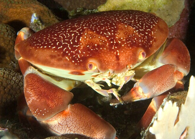 Batwing coral crab