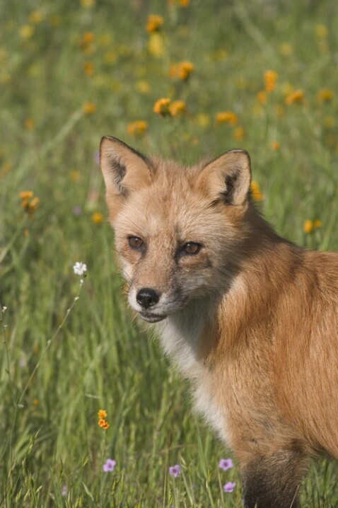 Fox In Wild Flowers - ID: 536741 © Jim Miotke