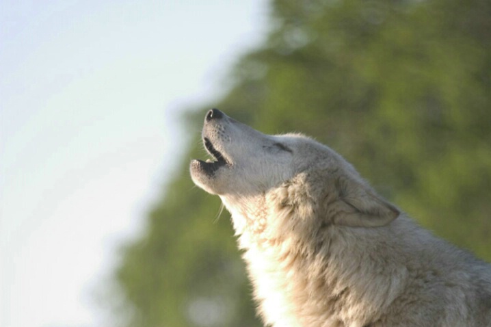 Wolf Howling - ID: 536873 © Jim Miotke