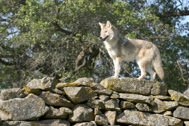 Coyote on Rock Wall - ID: 536913 © Jim Miotke