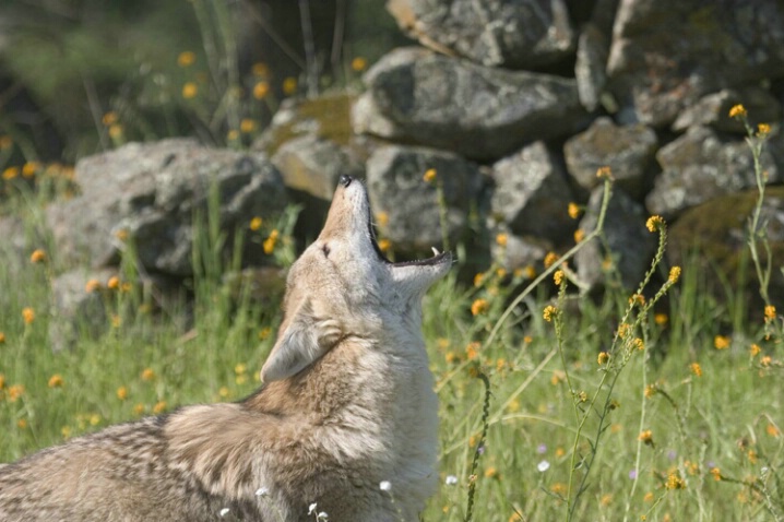 Coyote's Barbaric Yawp - ID: 536914 © Jim Miotke