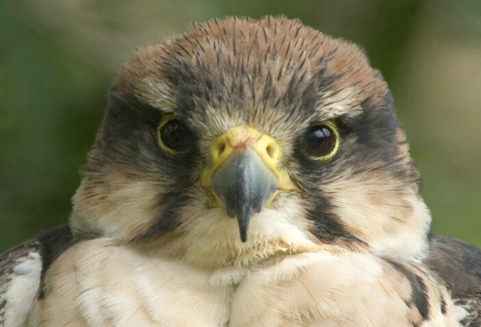 Falcon Close Up  - ID: 538219 © Jim Miotke