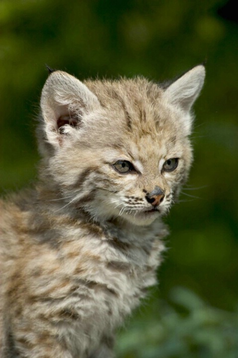 Bobcat Kitten Straight On - ID: 538229 © Jim Miotke