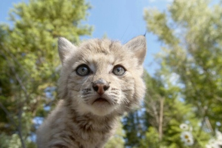 Bobcat Kitty From Below