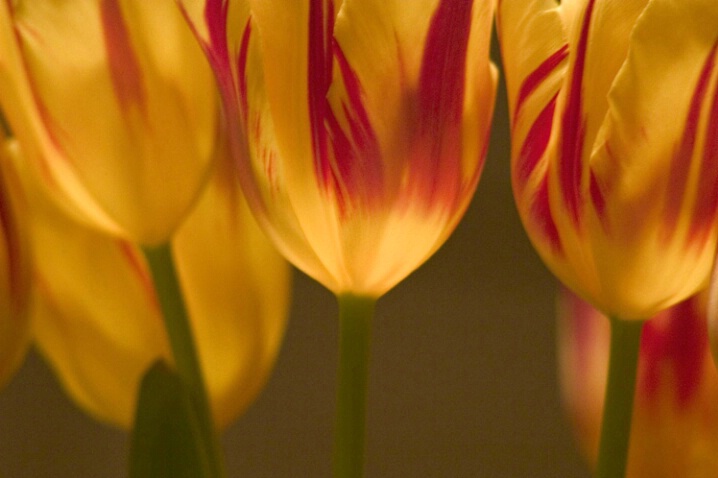 Tulips - ID: 538269 © Jim Miotke