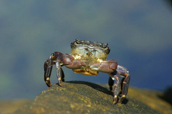 Crab - ID: 538280 © Jim Miotke
