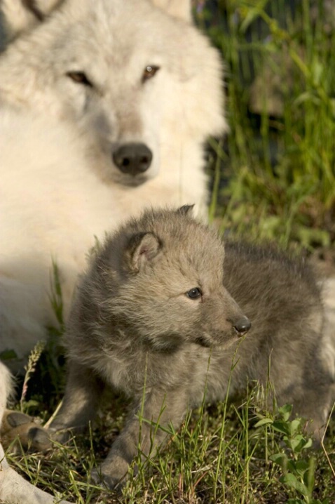 Wolf And Pup - ID: 538282 © Jim Miotke