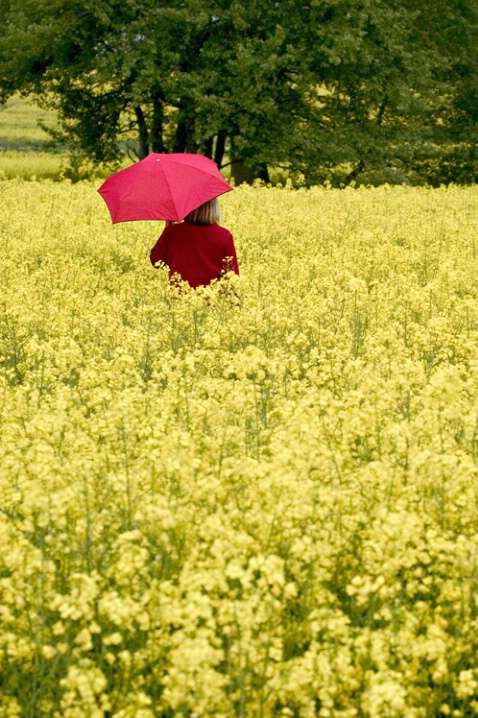 Red Umbrella Yellow Field - ID: 538294 © Jim Miotke