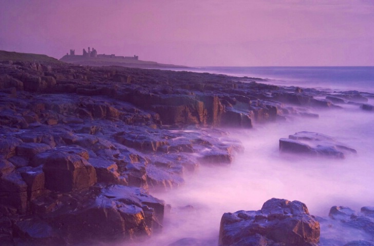 Purple Dunstanburgh Mist - ID: 538329 © Jim Miotke