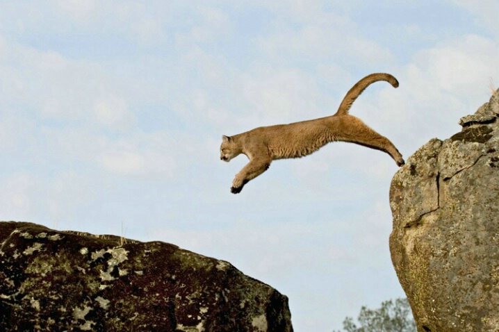Mt. Lion Leaping - ID: 538364 © Jim Miotke