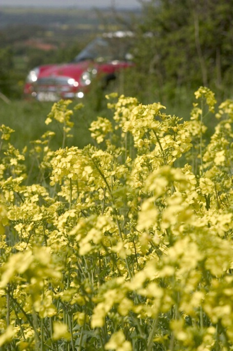 Mini In Yellow Field Car Blurry