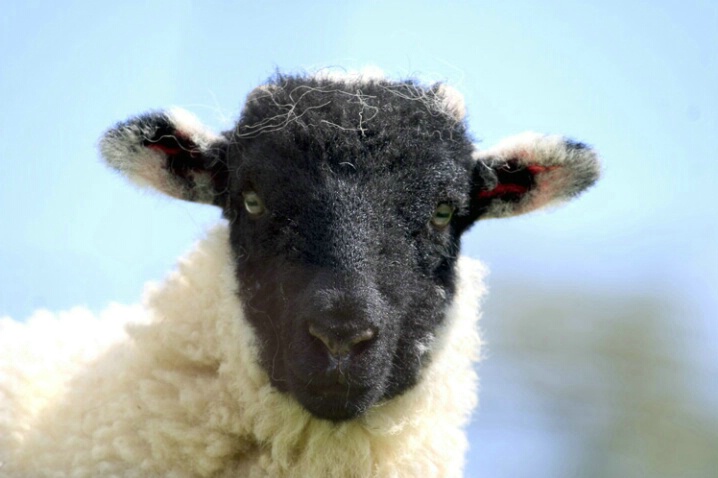 Sheep With Black Face - ID: 538389 © Jim Miotke