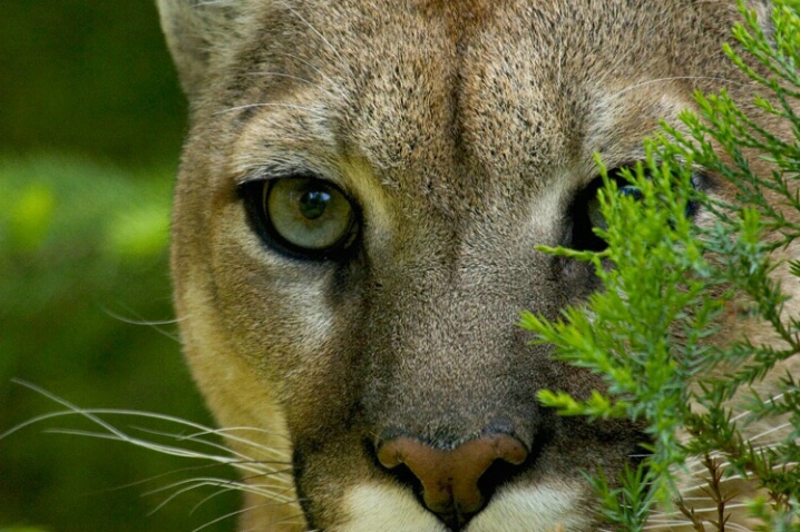 Piercing Gaze Mt. Lion