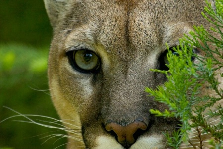 Piercing Gaze Mt. Lion