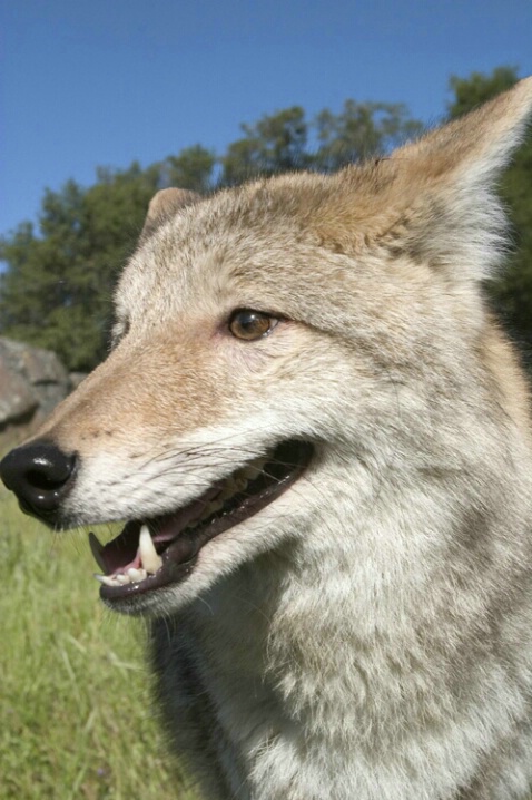 Coyote Close Up - ID: 538505 © Jim Miotke