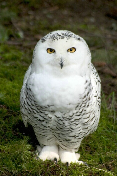 ROT Exception Snowy Owl