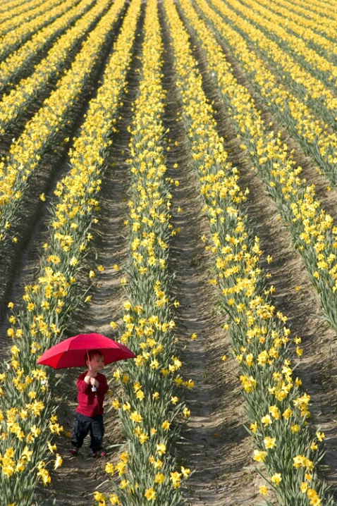 In Daffodils With Red Umbrella