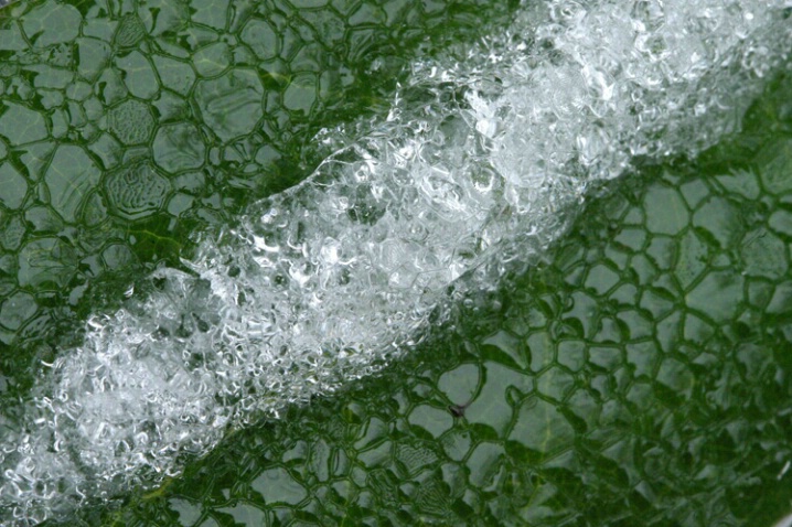 Diagonal Frozen Leaf