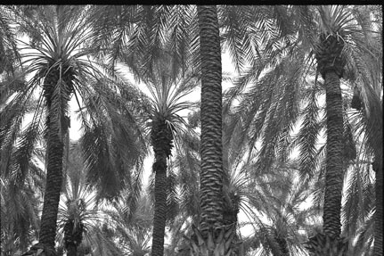  Palm Trees - ID: 539366 © Mary B. McGrath