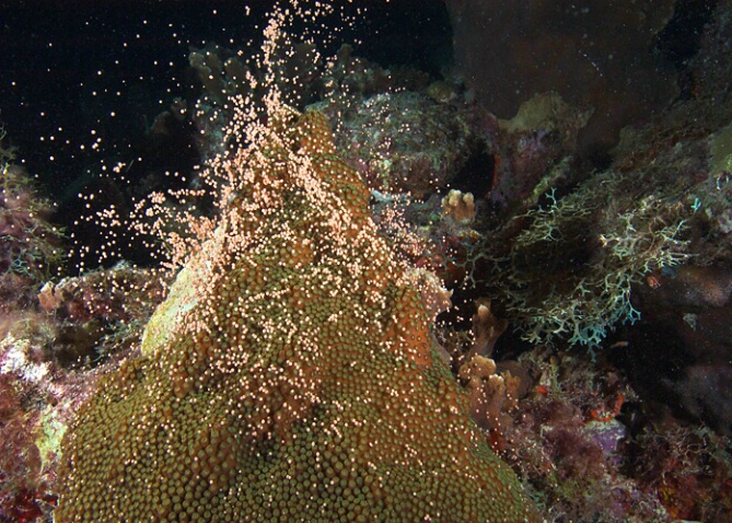 Spawning star coral