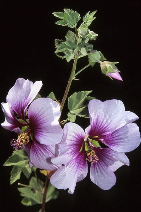 Flower on black - ID: 848681 © Mary B. McGrath