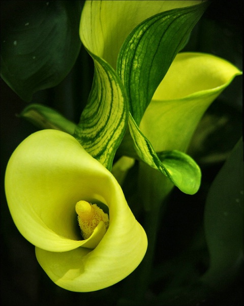 Callas