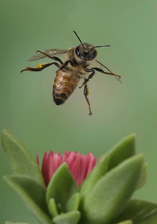 Bee Landing