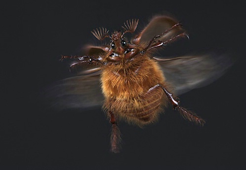 Rain Beetle in Flight