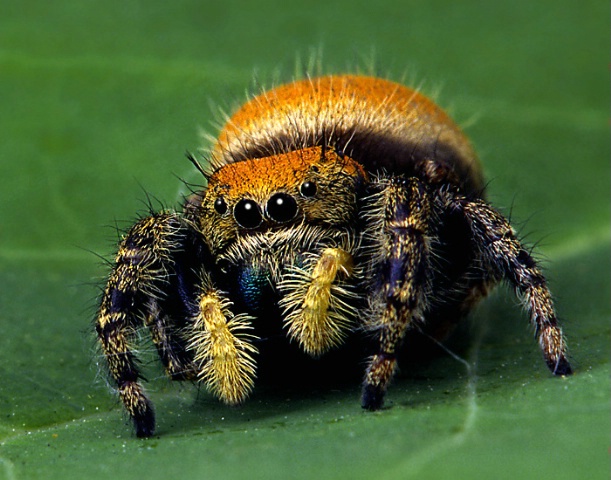 Jumping Spider Closeup